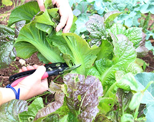 S851A Bypass Pruning Shears with Compound Action (S851A Bypass Pruner with Compound Action)