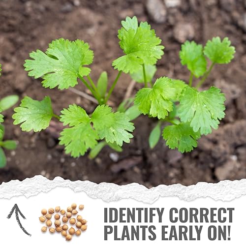 Cilantro Seeds to Plant Slow Bolting Heirloom & Non (2 Packs)
