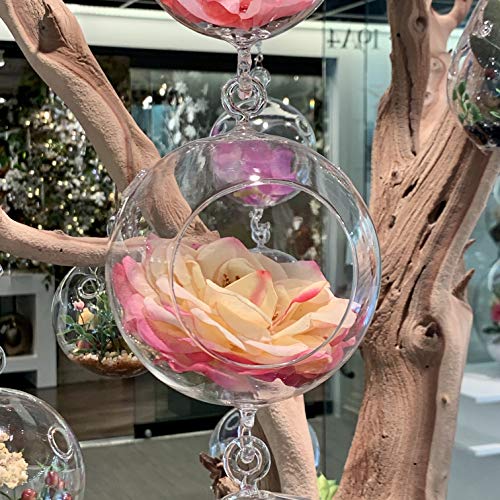 WGV Hanging Terrarium Globe (5" Double Hook)