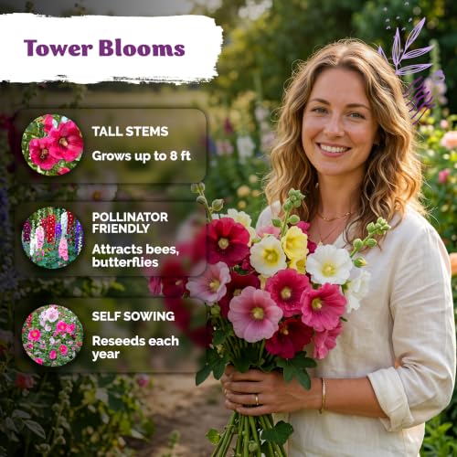 150 Hollyhock Heirloom Flower Seeds for Planting