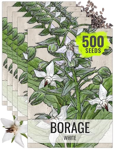 Herb Seeds to Plant White Borage Heirloom Non (5 Packs)