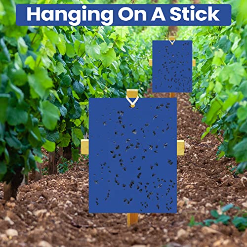 100 Pcs 6x8 Inch Blue Sticky Traps for Thrips (100 Count)