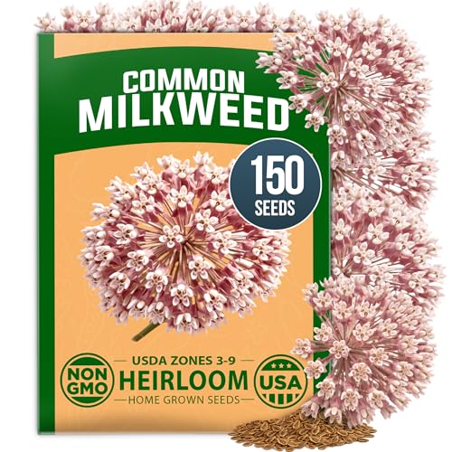 Common Milkweed 150 Flower Seeds Asclepias syriaca