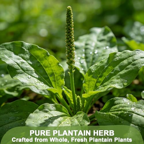 Plantain Leaf (2.5 Ounce (Pack of 1))