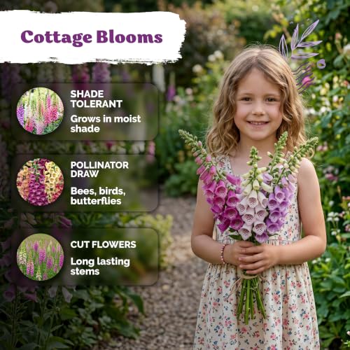5 500 Foxglove Excelsior Mix Heirloom Flower Seeds
