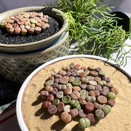 Lithops Random Mix Rare Live Succulent Plants