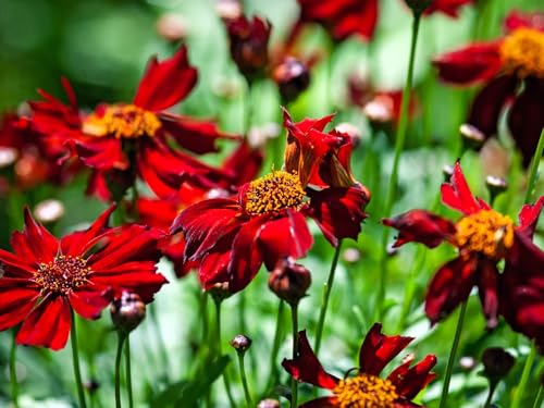 Live Perennial Plants (3 Pots)