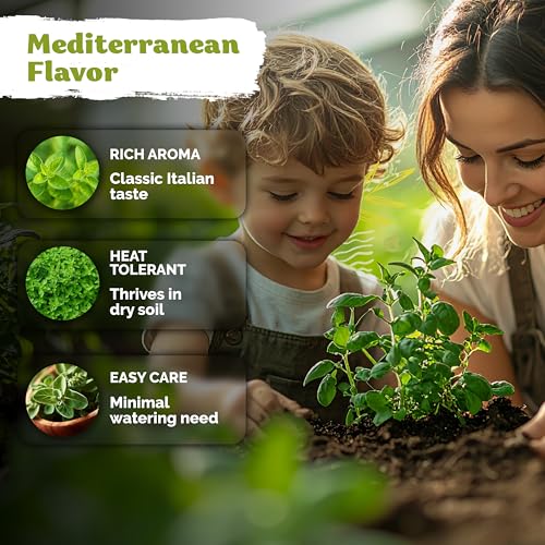 1 200 Italian Oregano Heirloom Herb Seeds for Planting