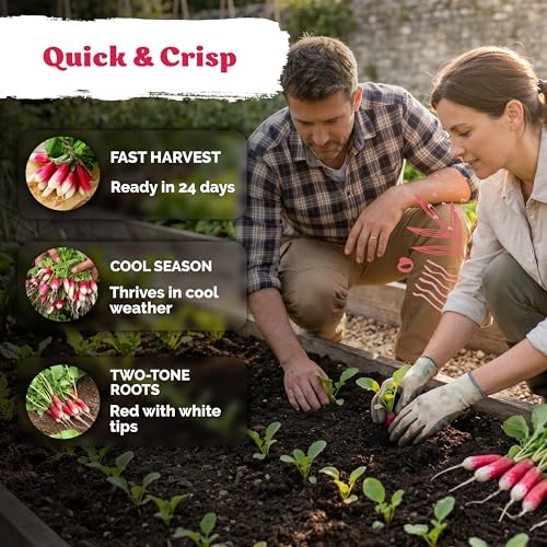 550 French Breakfast Radish Heirloom Vegetable Seeds