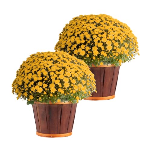 Garden Mums Live Outdoor Plant (Bushel Basket Flower Pot / 3 Qt. (Pack of 2) / Yellow)
