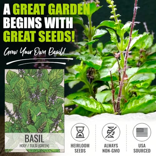 Holy Basil Seeds to Plant Heirloom Non (5 Packs)