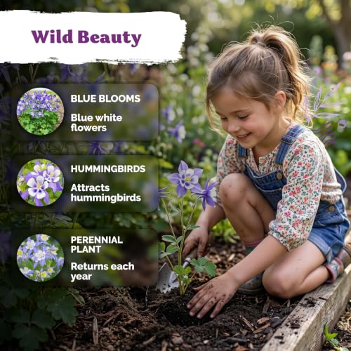 500 Blue Columbine Heirloom Flower Seeds for Planting