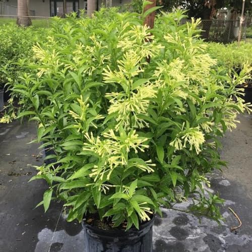 Night Jasmine Fragrant Flowering (4 Count)