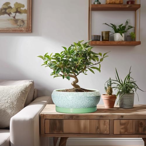 Bonsai Pots Ceramic (8 Inch / Bright Green-white)