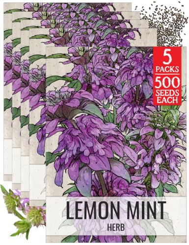 Lemon Mint Seeds to Plant Annual Heirloom Non (5 Packs)