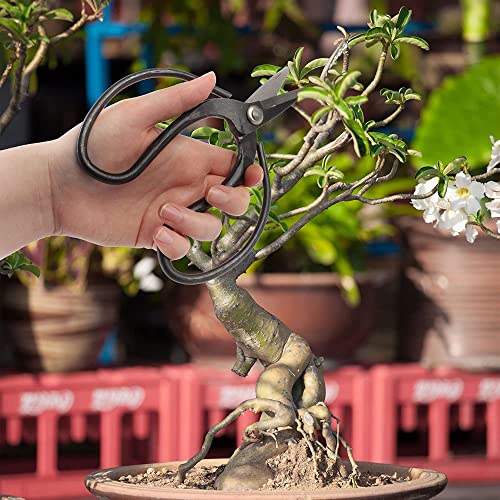 Bonsai Basics Set