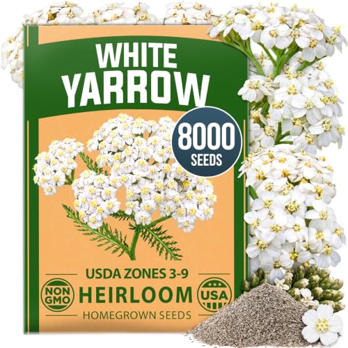 White Yarrow Seeds