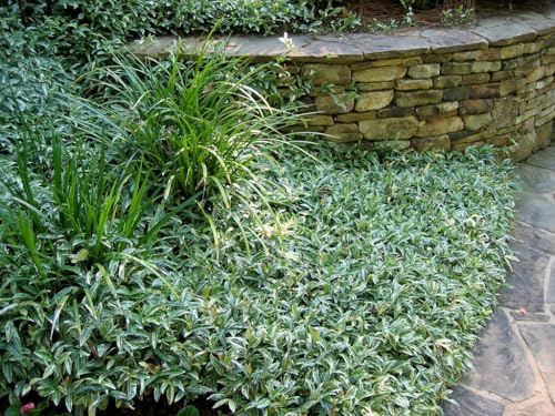 Jasmine Asiatic Variegated Plants (3 Count)