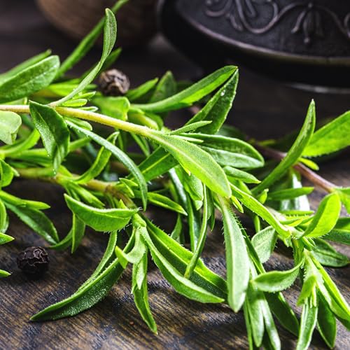 Summer Savory Seeds to Plant Heirloom Non (2 Packs)