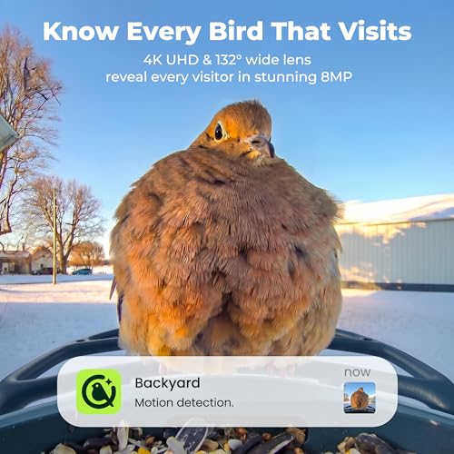 Solar Smart Bird Feeder with Camera
