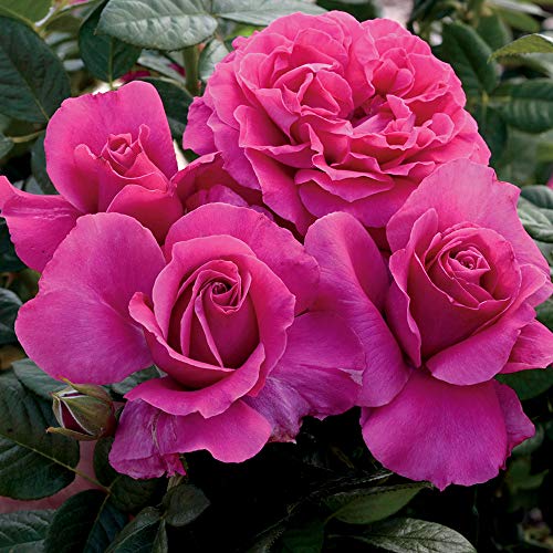 Heirloom Hybrid Tea Roses (Pretty Lady Rose)