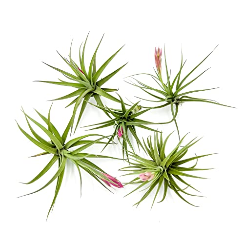 Air Plants Flowering Tillandsia Aeranthos (5 Pack / Aeranthos)