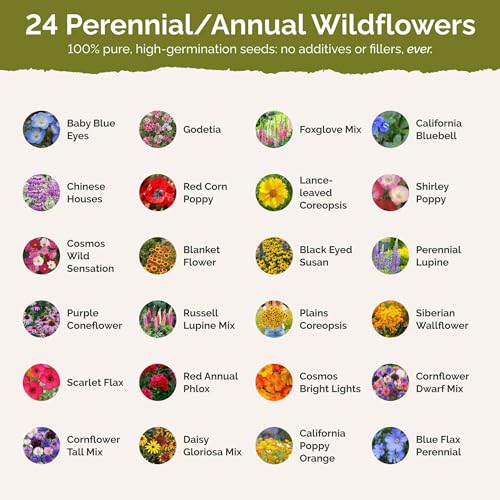 Montana Wildflower Mixed Seeds for Planting