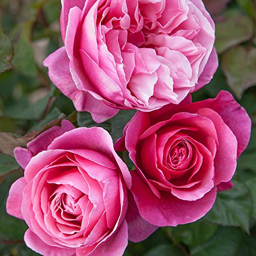 Heirloom Hybrid Tea Roses (Dee-Lish)