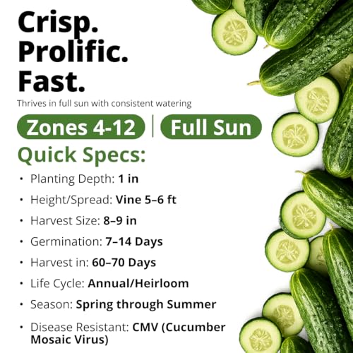 Organic Marketmore Cucumber Seeds
