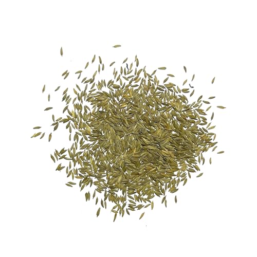 Dandelion Seeds to Plant Heirloom & Non (2 Packs)