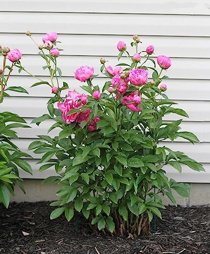 5 Pack 36" x 18" Peony Double Ring Plant Support (Double ring 5pack)