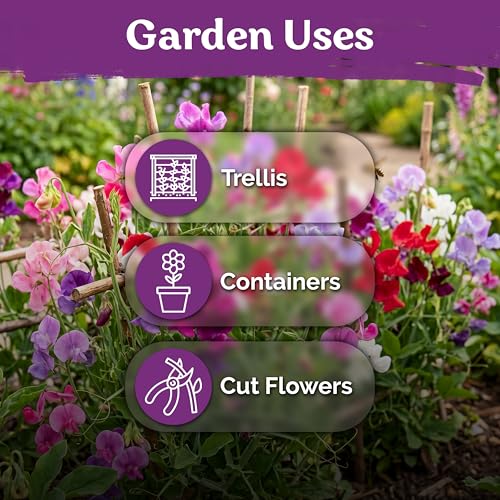 50 Knee High Sweet Pea Heirloom Flower Seeds