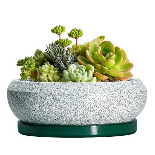 Succulent Pots (6 Inch / Blackish Green-white)