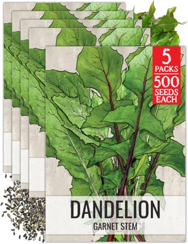 Garnet Stem Dandelion Seeds to Plant Heirloom & Non (5 Packs)