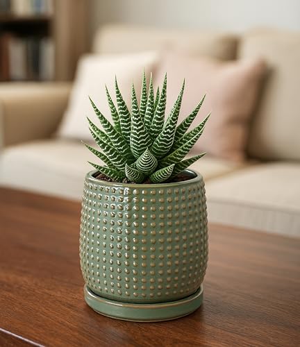 Beaded Ceramic Pot with Saucer (4.3 Inch / Olive)
