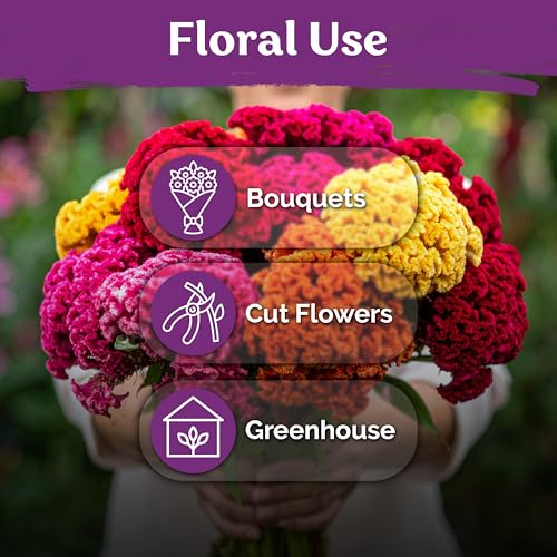 150 Chief Mix Cockscomb Heirloom Flower Seeds