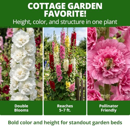 Hollyhock Summer Carnival Mix 3000 Flower Seeds Alcea rosea