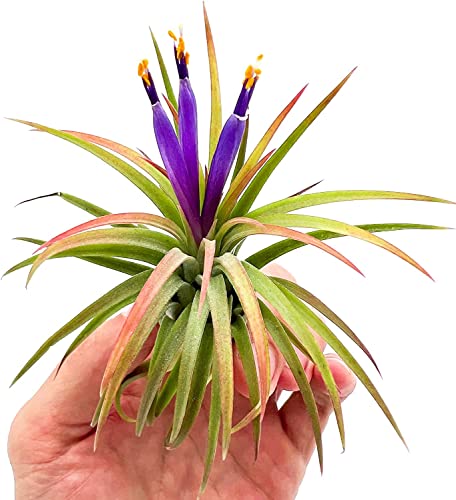 Air Plants Tillandsia Ionantha Pack (12 Count)
