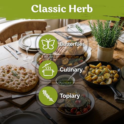 200 Rosemary Heirloom Herb Seeds for Planting