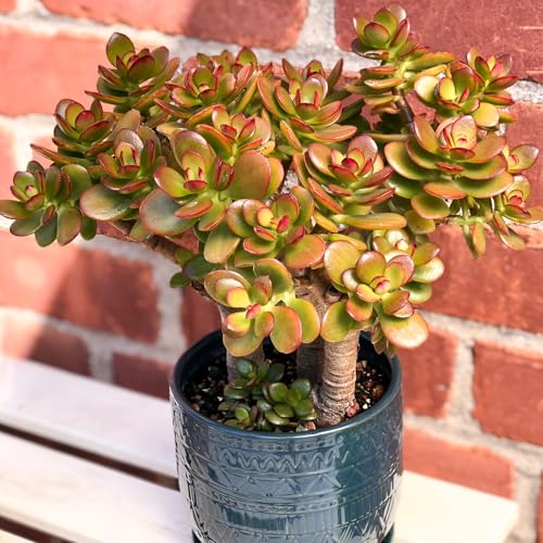 Dwarf Jade with Green Stripe Pot (Green Pot)