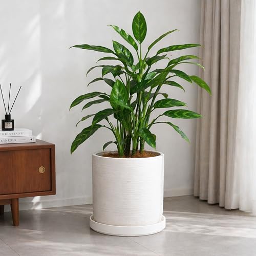 Ceramic Plant Saucer (11.8" (1 Pack) / White)