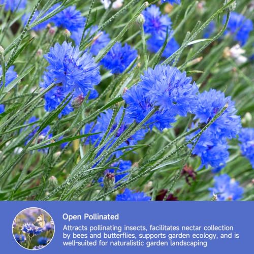 Bachelor Button Seeds Tall Blue 6000+ Seeds