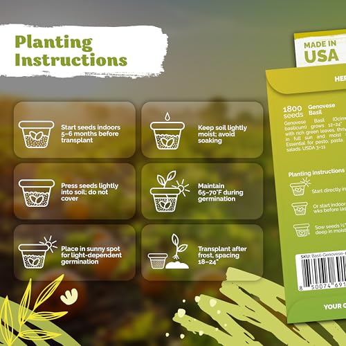200 Rosemary Heirloom Herb Seeds for Planting