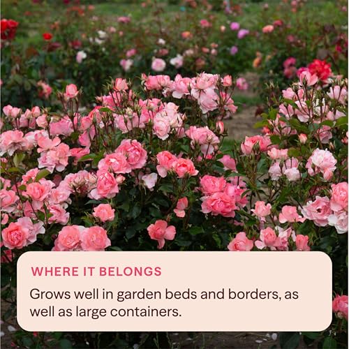 Heirloom Floribunda Roses (Passionate Kisses)