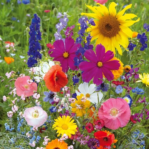 Fairytale Flower Mixed Seeds for Planting (5 Pounds / Fairytale)
