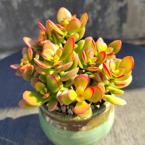 Dwarf Jade with Green Stripe Pot (Green Pot)