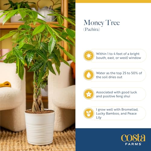 Money Tree Live Indoor Plant