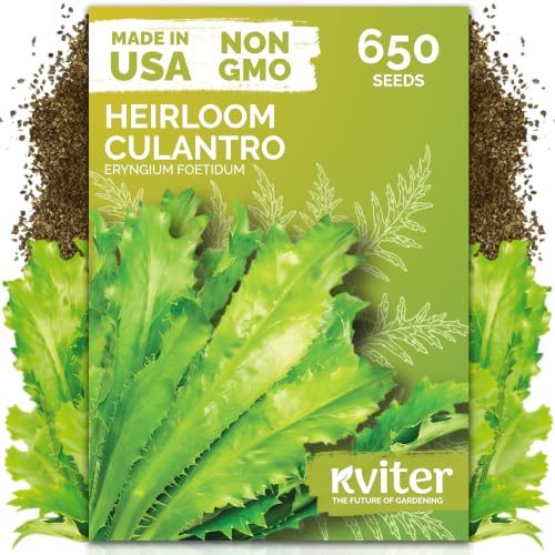 650 Vietnamese Culantro Heirloom Herb Seeds for Planting