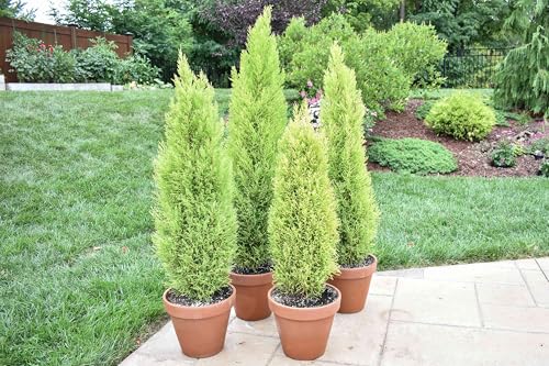 Live Lemon Cypress Plant (2 Count (Cup) / cypress-lemon)