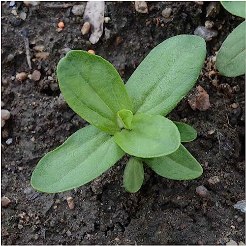 Herb Seeds to Plant Red Shiso (5 Packs)